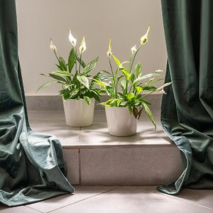 Appartement met Twee Slaapkamers